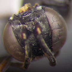 Tachysphex consocius