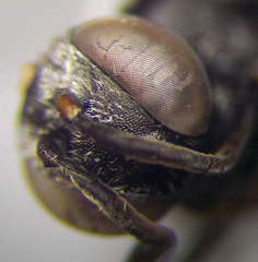 Tachysphex consocius