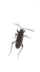 Dieuches armatipes