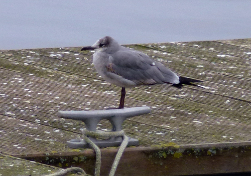 Gaviota guanaguanare (Larus atricilla)