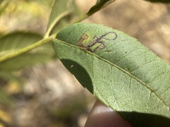 Stigmella longisacca