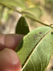 Stigmella longisacca