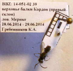 Tachysphex consocius