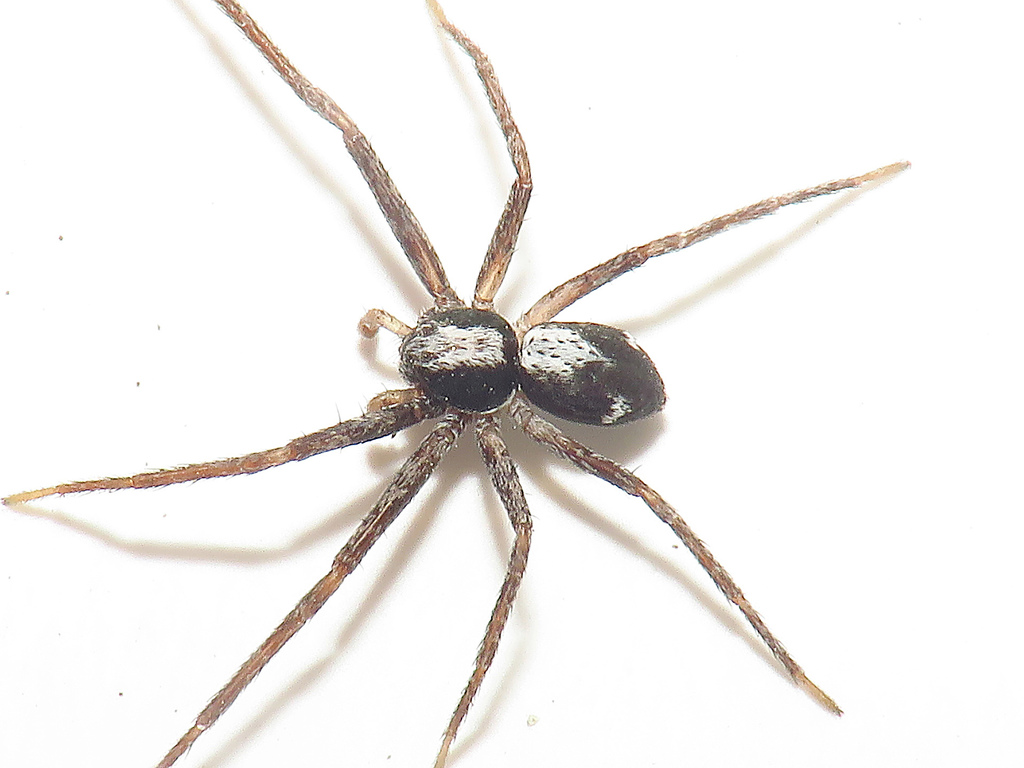 Common Beautiful Running Crab Spider