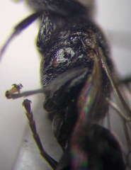 Tachysphex consocius