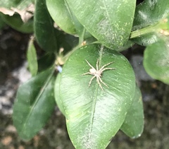 Philodromus dispar