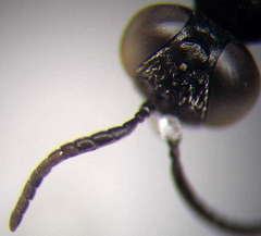 Tachysphex consocius