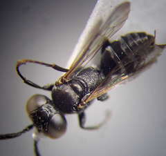 Tachysphex consocius