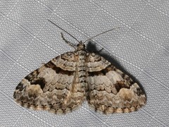 Xanthorhoe abrasaria