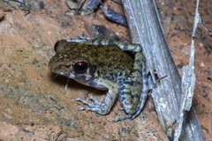 Pulchrana