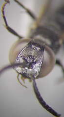 Tachysphex consocius