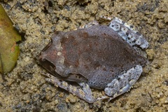 Leptobrachium hendricksoni