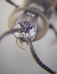 Tachysphex consocius