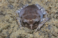 Leptobrachium hendricksoni