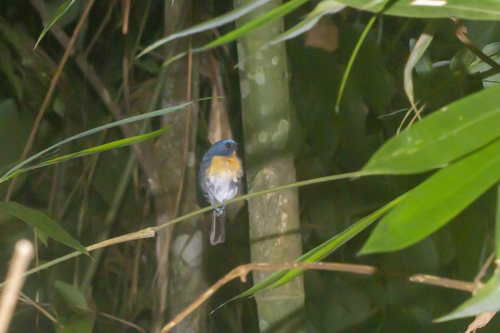 Chinese Blue Flycatcher from Kuala Lumpur, Malaysia on May 13, 2014 by ...