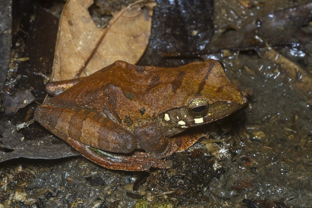 Robinson's Flying Frog