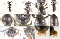 Lasioglossum pseudoplanulum