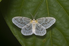 Genusa simplex