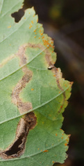 Melampsoridium betulinum