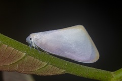 Nephesa truncaticornis