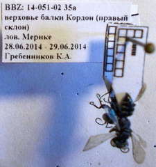 Tachysphex consocius