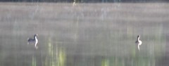 Podilymbus podiceps