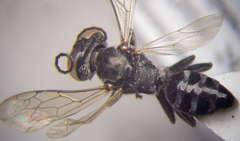 Tachysphex consocius