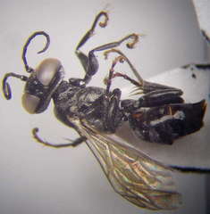 Tachysphex consocius