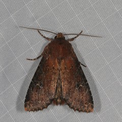 Apamea scoparia