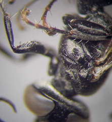 Tachysphex consocius