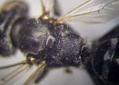 Tachysphex consocius