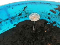 Narcissea patouillardii