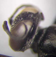 Tachysphex consocius