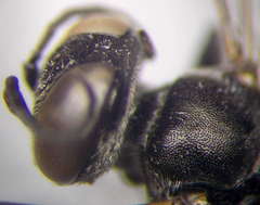 Tachysphex consocius