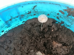 Narcissea patouillardii