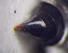 Tachysphex consocius