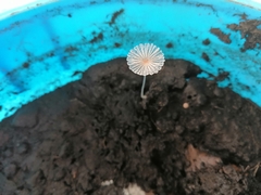 Narcissea patouillardii