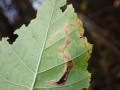 Melampsoridium betulinum