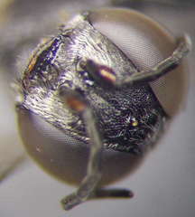 Tachysphex consocius