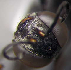 Tachysphex consocius