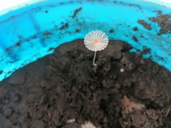 Narcissea patouillardii