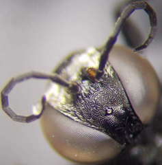 Tachysphex consocius