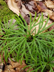 Diphasiastrum digitatum