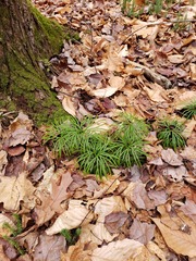 Diphasiastrum digitatum