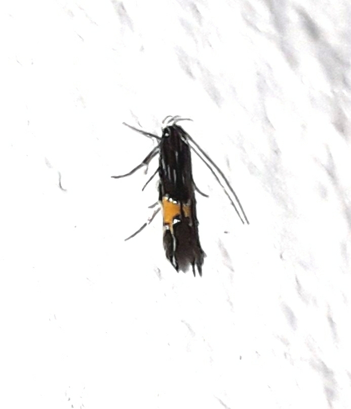 Cosmopterix crassicervicella