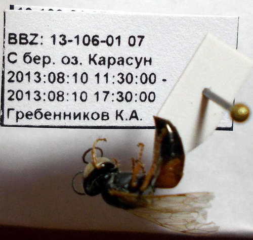 Tachysphex costae