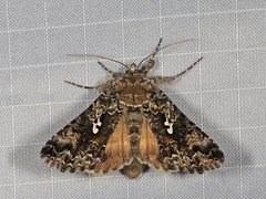 Syngrapha alias
