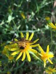 Adejeania