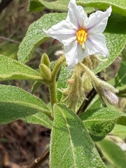Solanum subumbellatum