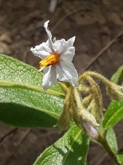 Solanum subumbellatum